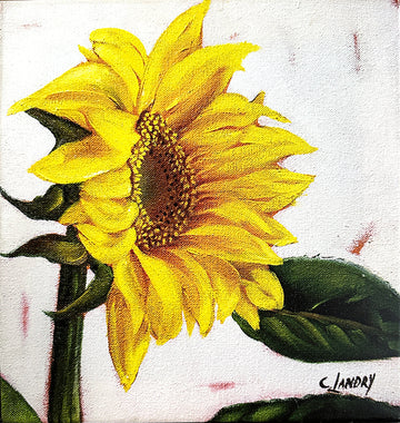 Sunflower Painting Reproduction on a 12"x 12" Wrapped Canvas by Artist Carol Landry