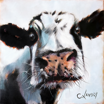 Cow Wall Art, 'Whiskers', Cow Reproductio on a 8"x 8" Wrapped Canvas by Artist Carol Landry