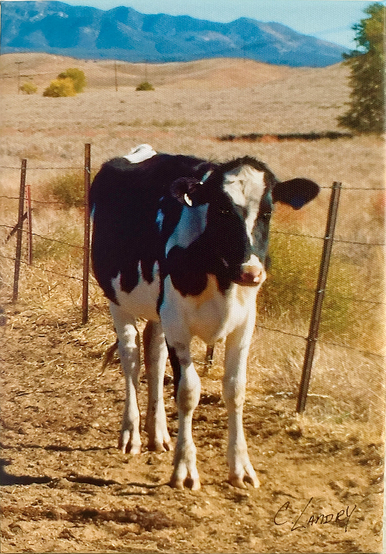 Cow on Farm Canvas Wall Art, Photograph by Artist Carol Landry, 8"x 12", Wrapped Canvas.